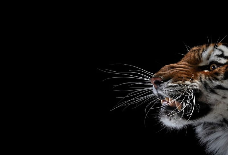 Tiger whiskers, zoo, black, tiger, whiskers, HD wallpaper
