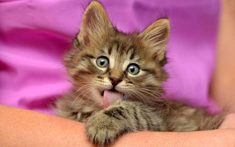 Kitten, cute, paw, cat, tongue, animal, pisica, HD wallpaper