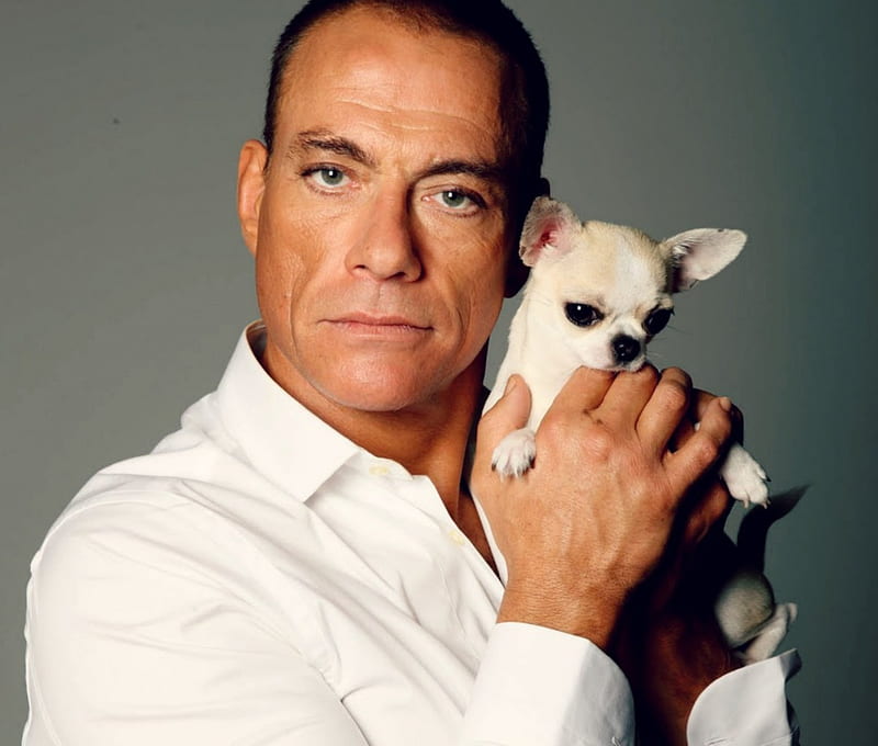 Jean-Claude Van Damme, chihuahua, man, white, puppy, dog, animal, actor, HD wallpaper
