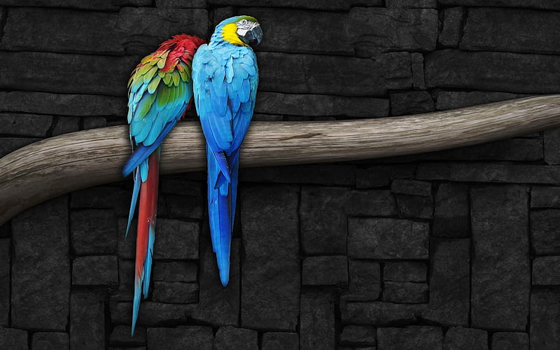 Parrot Pair-Animal World Series, HD wallpaper