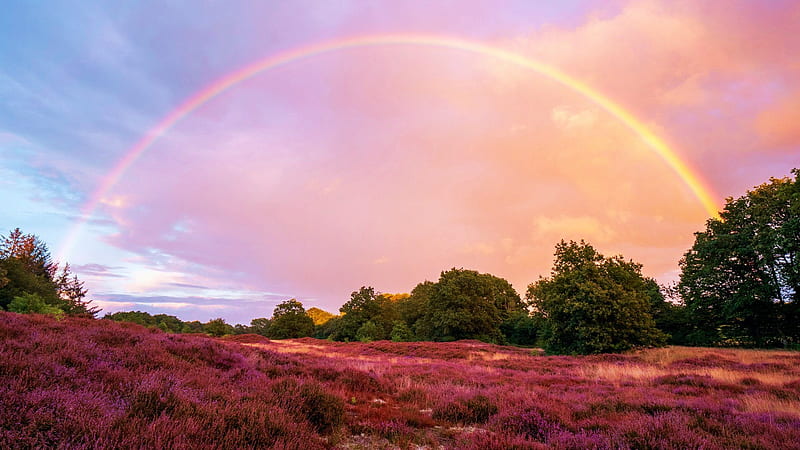 Heather and Rainbow in Northern Germany, morning, sunrise, landscape, colors, clouds, trees, HD wallpaper