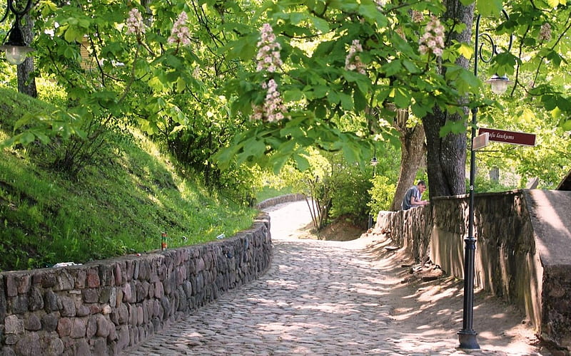 Street in Kandava, Latvia, rocks, Latvia, blossoms, spring, flowering, trees, street, chestnuts, HD wallpaper