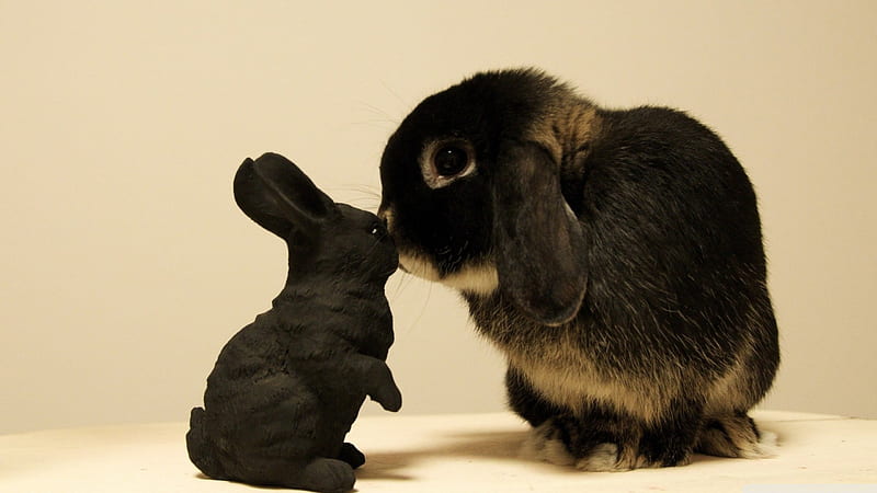 black bunny, furry, black, rabbit, bunny, HD wallpaper