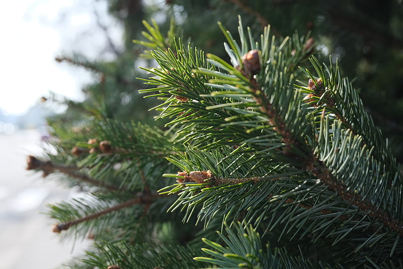 spruce, branch, needles, macro, green, HD wallpaper