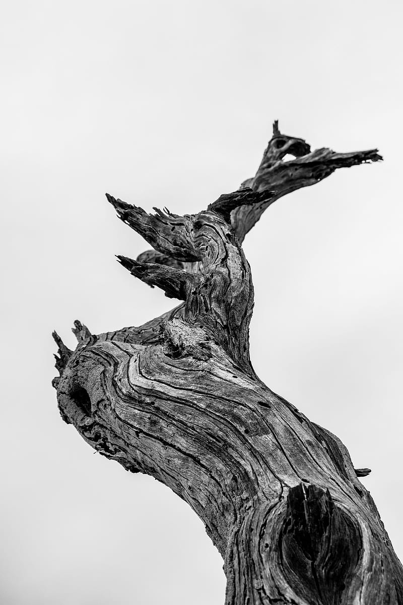 bare tree illustration, HD phone wallpaper