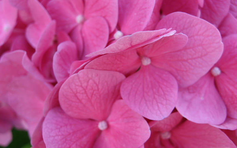 pink hydrangea blossoms-Amazing flowers graphy, HD wallpaper