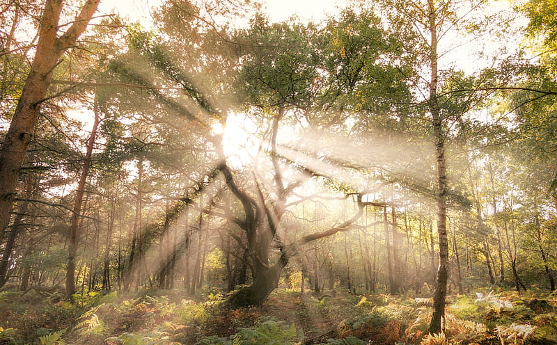 Sun Rays Shining through Tree Ultra, Nature, Forests, Trees, Forest, Sunlight, Sunrays, HD wallpaper