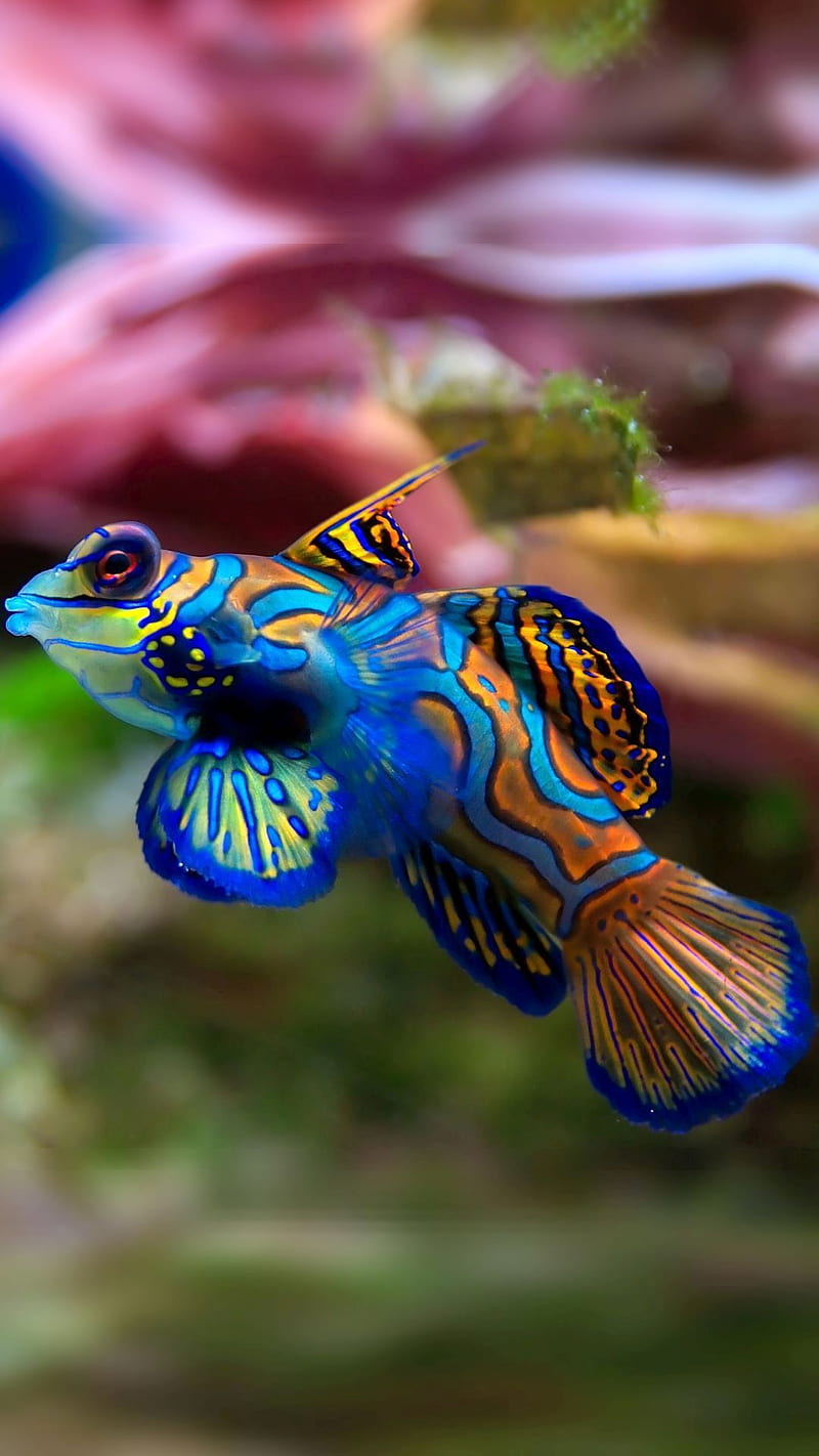 Mandarinfish, aquarium, fancy, fish, synchiropus splendidus, HD phone wallpaper