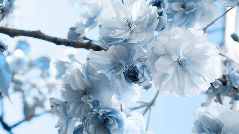 White & blue loveiy magnolia, loveiy, pretty, magnolia, flowers, white, blue, HD wallpaper