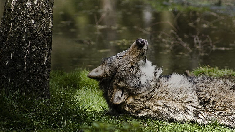 Wolf, paw, fur, animal, HD wallpaper