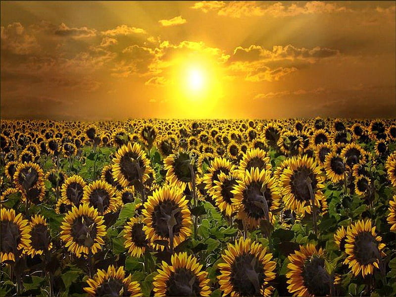 Sunrise and sunflowers, flowers, sunrise, sunflowers, field, HD wallpaper