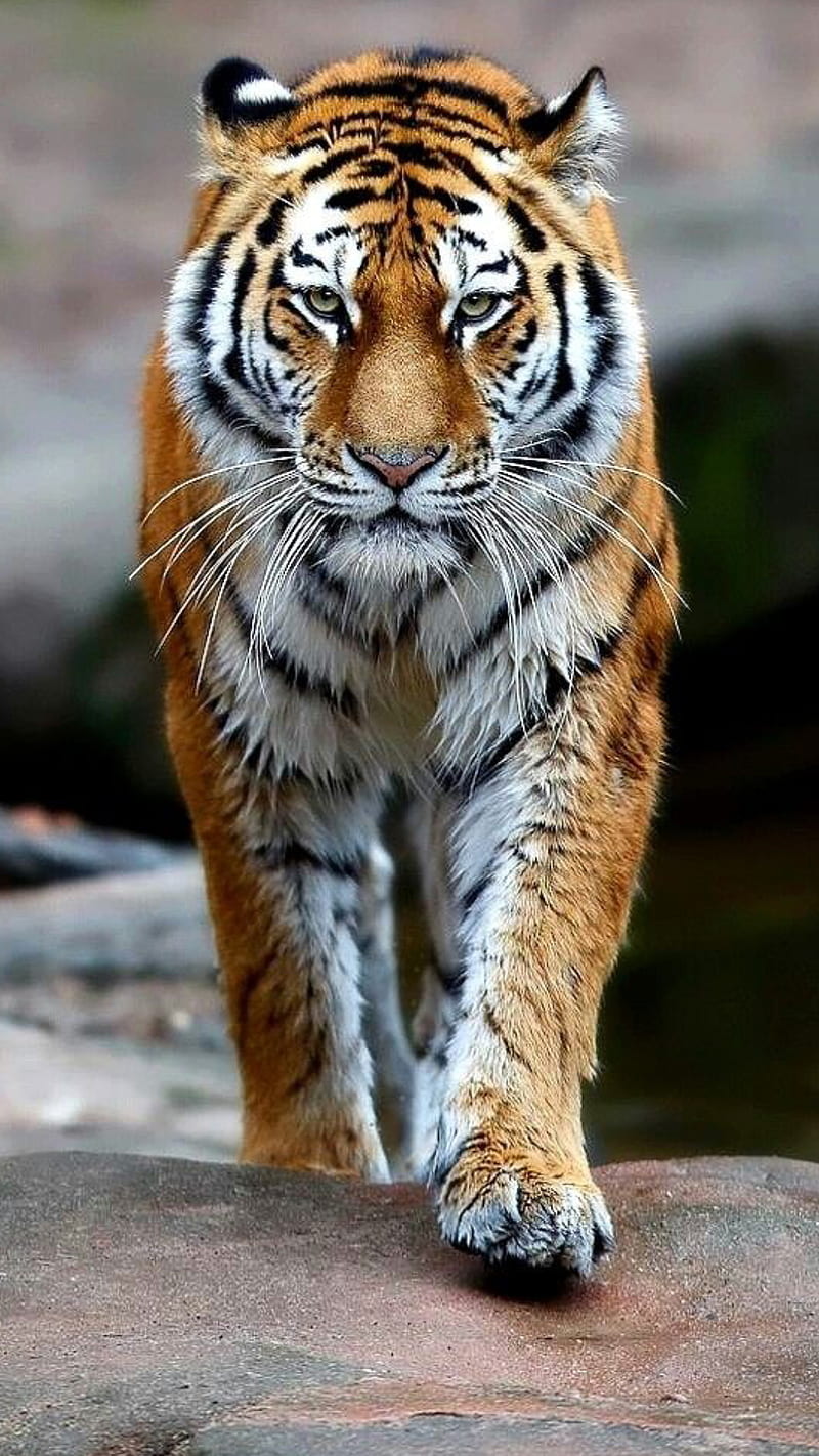 Tiger, animal walking, wild, HD phone wallpaper