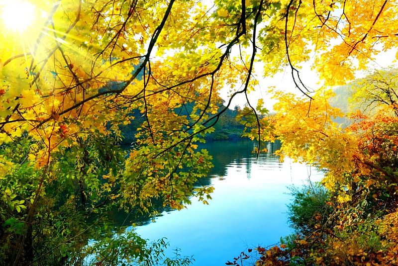 Autumn branches, fall, autumn, glow, golden, sunlight, sunbeams, yellow ...