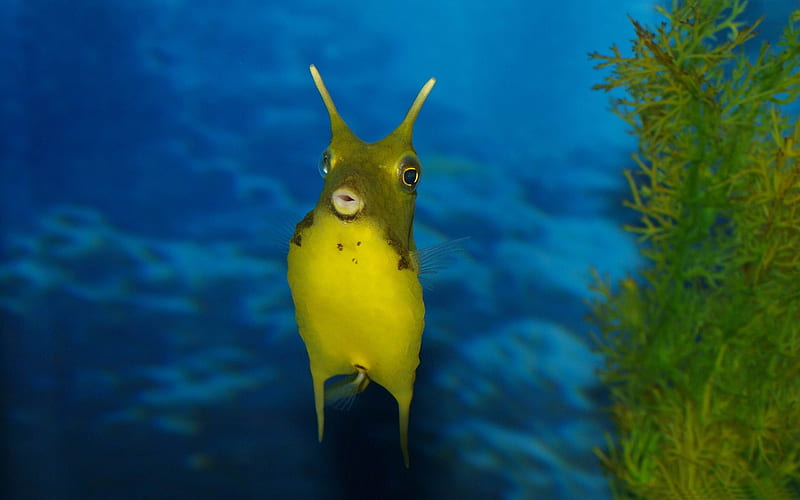 funny sea creature-2013 Animal World, HD wallpaper