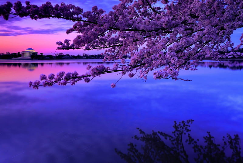 Cherry blossoms morning, pretty, bonito, sunset, blossom, nice, river, sunrise, morning, reflection, amazing, lovely, sky, lake, tree, water, purple, nature, blooming, branches, cherry, HD wallpaper