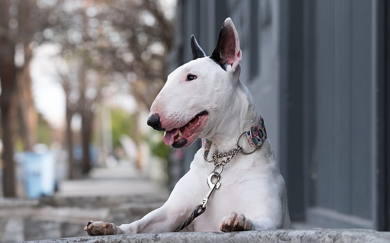 bull terrier, white dog, pets, terriers, short-haired breeds of dogs, HD wallpaper