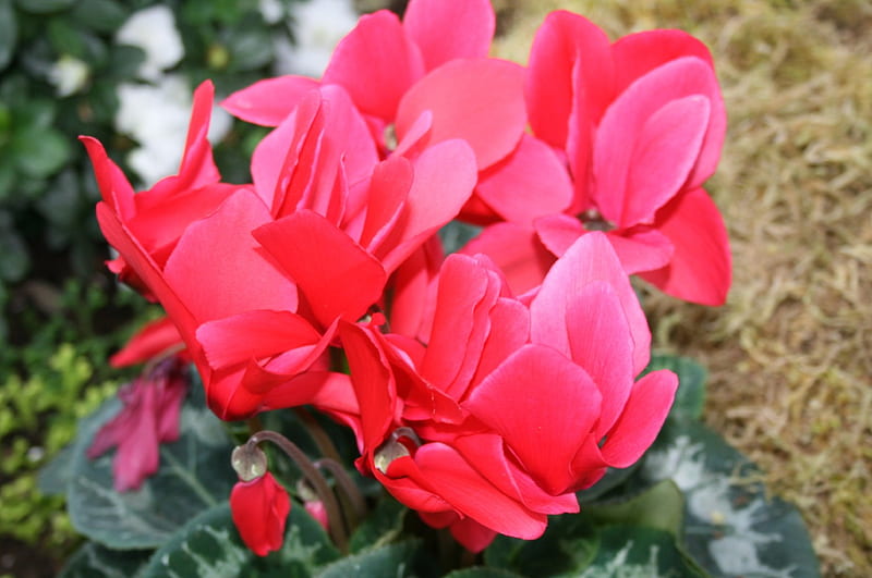 Red Cyclamen flowers at the garden, graphy, green, cyclamen, garden, Flowers, HD wallpaper