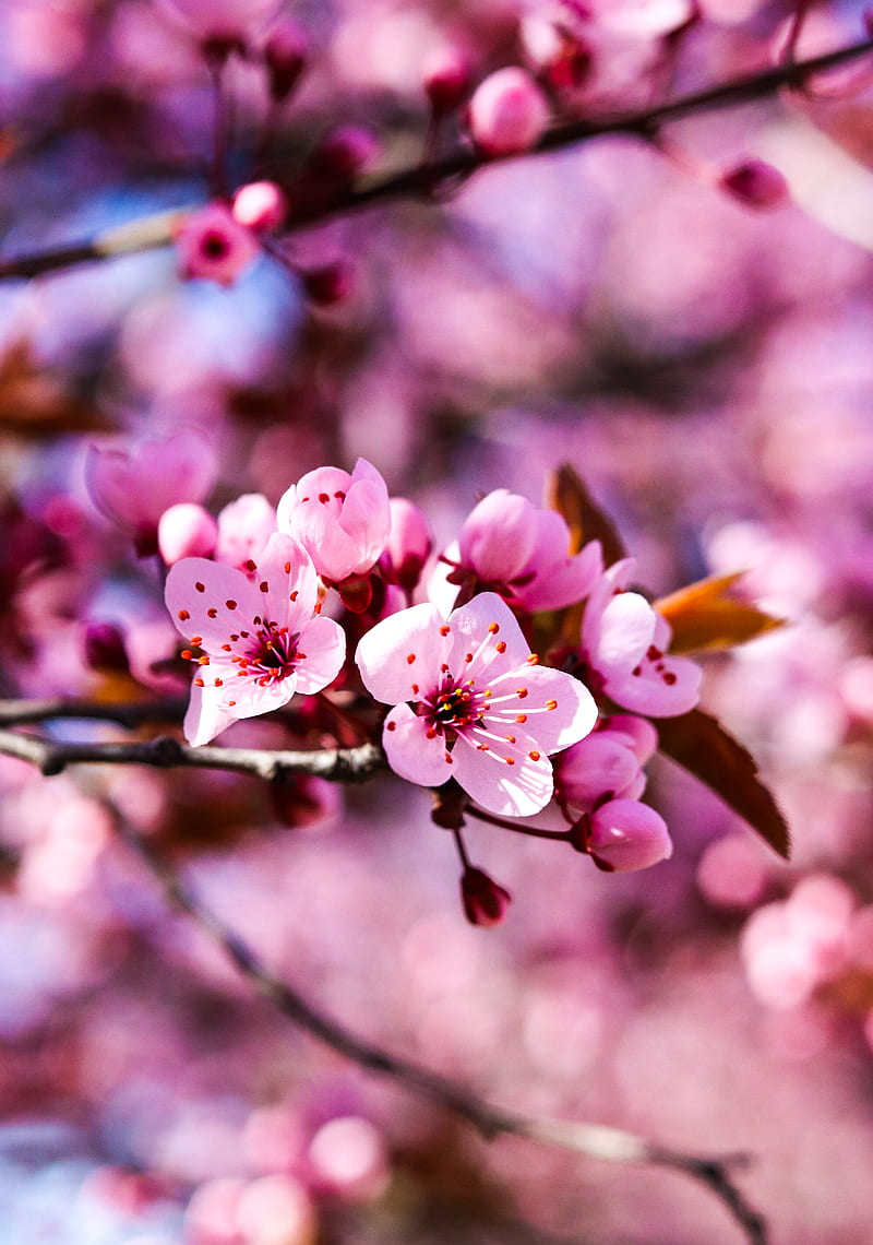 cherry blossom, spring, colorful, flowers, HD phone wallpaper
