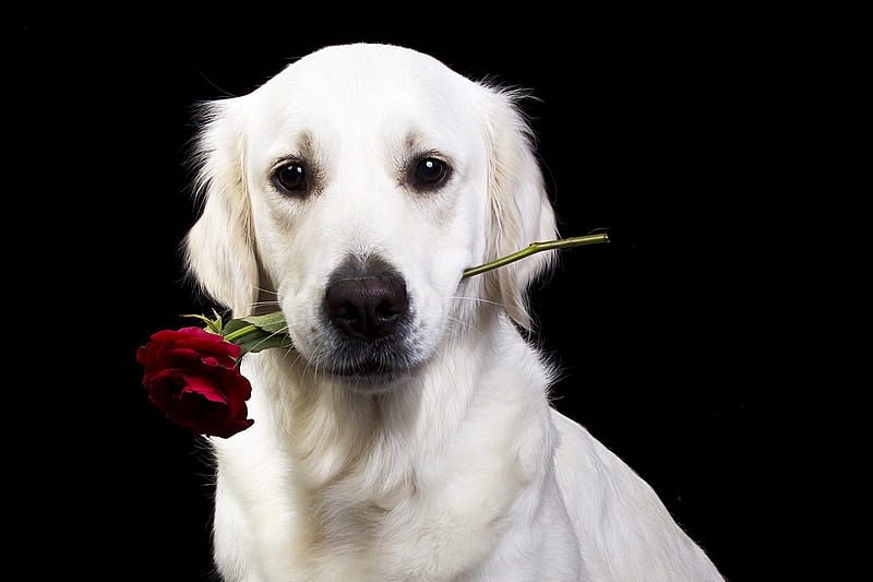 A rose for you because you stay at home, caine, black, white, animal, dog, red, rose, valentine, mother, cute, day, HD wallpaper