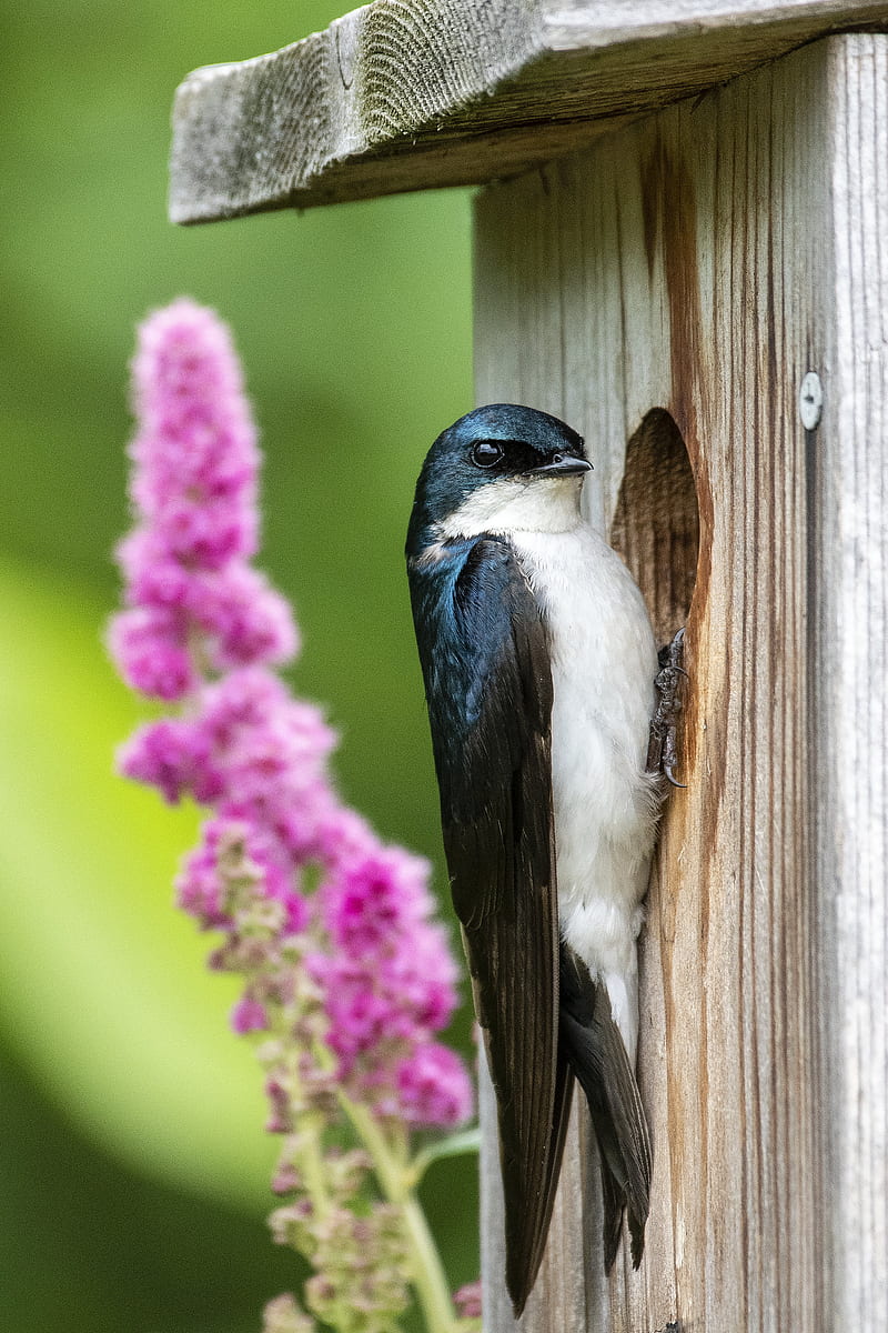 swallow, bird, birdhouse, flowers, HD phone wallpaper