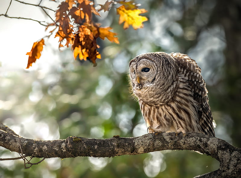 Birds, Owl, Bird, Wildlife, HD wallpaper | Peakpx