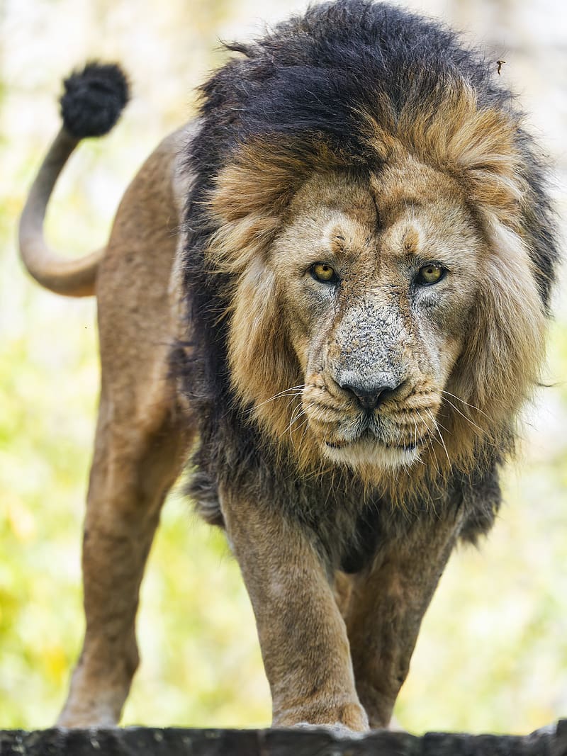 lion, predator, head, big cat, animal, wild, HD phone wallpaper