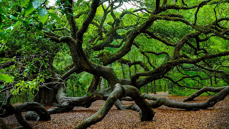 Angel Live Oak Tree South Carolina, branches, leaves, usa, park, HD wallpaper