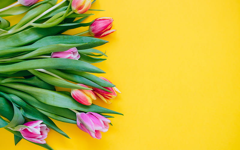 pink tulips, spring flowers, tulips on a yellow background, beautiful flowers, tulips, HD wallpaper