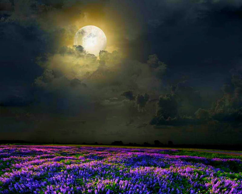 1920x1080px 1080p Free Download Midnight Beauty Moon Flowers