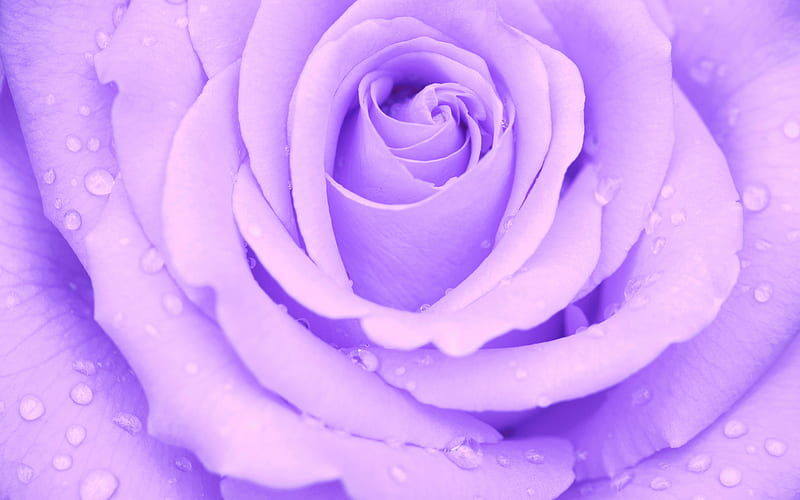 purple rose bud, drops of water on the petals, rose, purple flowers, background with roses, HD wallpaper