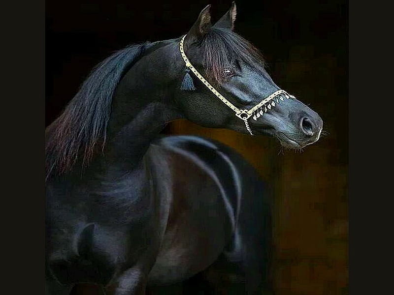 Wonderful black, black, mane, head, horse, HD wallpaper