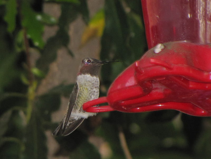 humming bird on the feeder, red, bird feeder, green, birds, humming bird, garden, nature, colibri, HD wallpaper