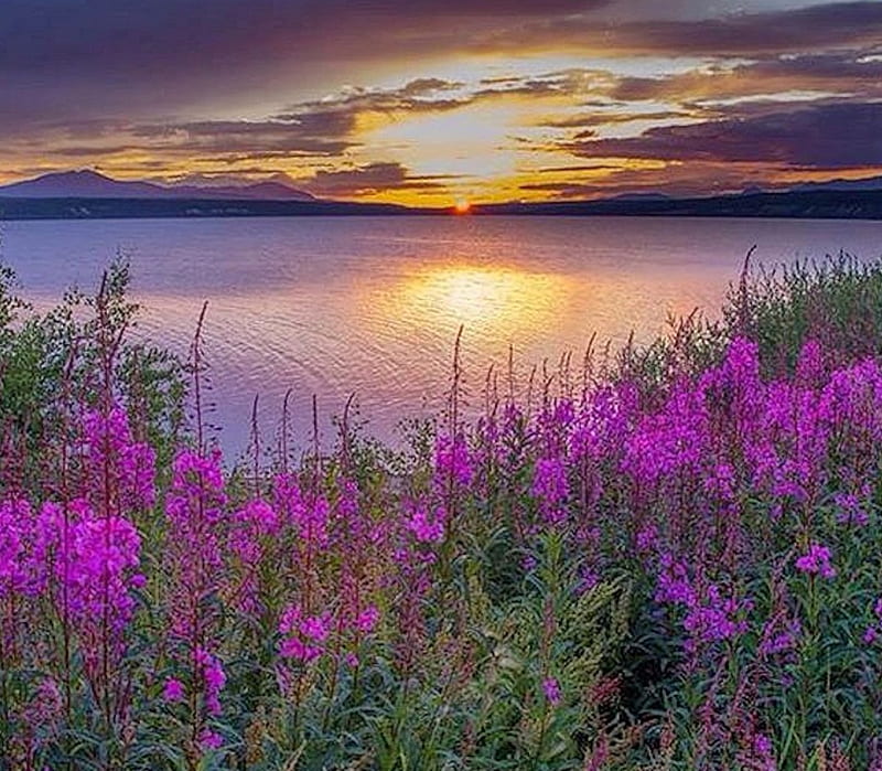 Lake under the Midnight Sun, Lake, purple, Nature, Sun, HD wallpaper