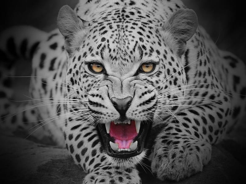 Snow leopard, face, white, animal, black, HD wallpaper