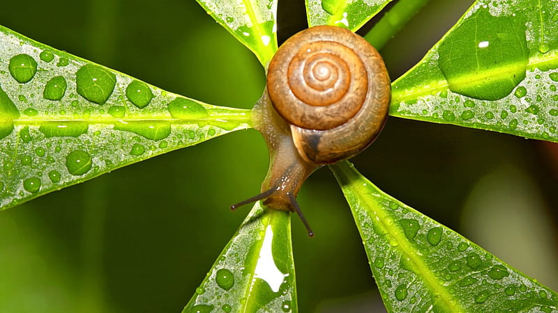 Maroon snail on leaf, on, house, green, back, HD wallpaper