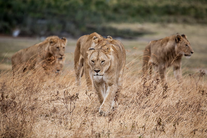 pride of lion walking on dried grass, HD wallpaper