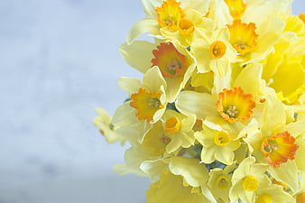 Wallpaper : ulips, daffodils, flowers, bouquet, wrap, asphalt 1920x1420 - -  1052135 - HD Wallpapers - WallHere