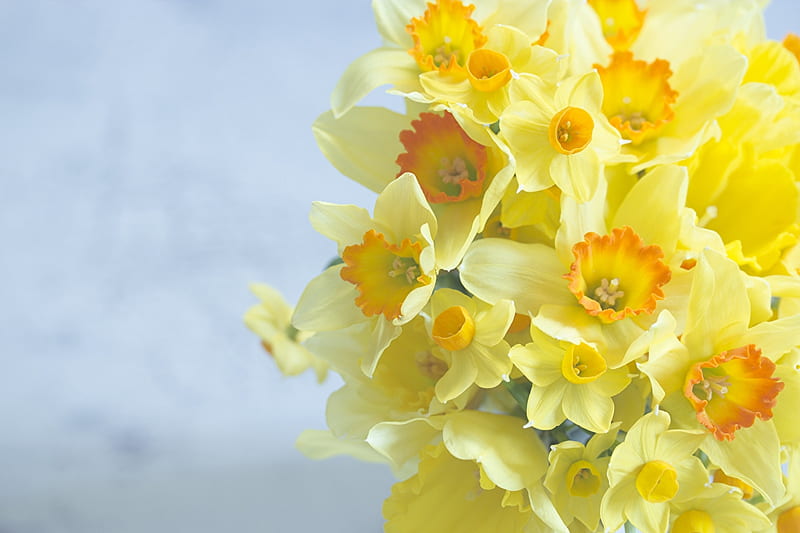 Daffodil Field, sunsets, daffodils, flowers, nature, fields, HD wallpaper |  Peakpx