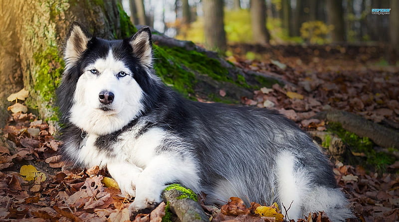 The Siberian Husky, fall, Siberian Husky, black, bonito, trees, animal, pet, leaves, large, nature, white, dog, HD wallpaper