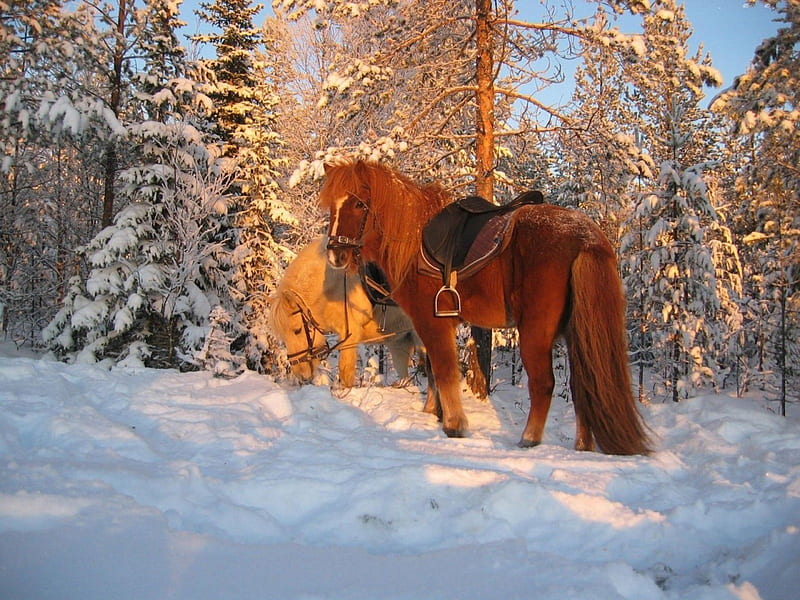 Horses in Snow, winte, saddle, nature, trees, horse, HD wallpaper
