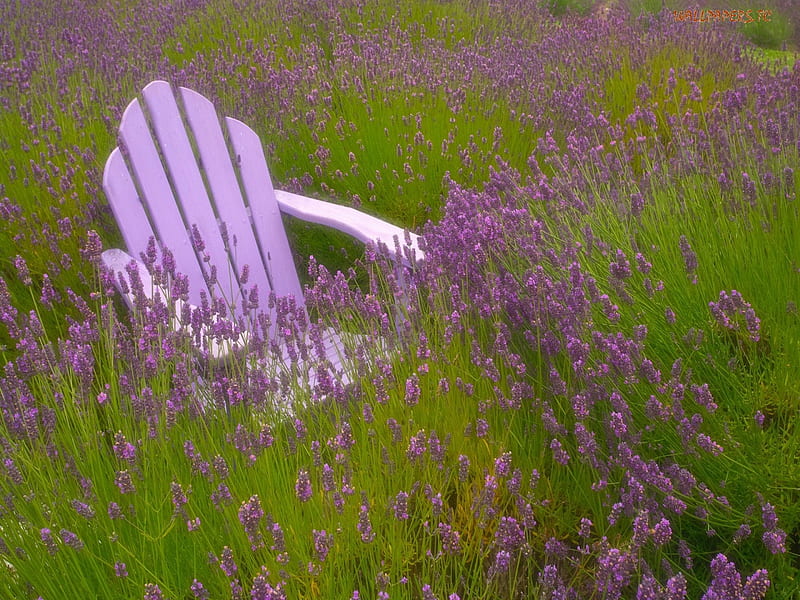 Chair in Lavendar Field, lavendar, purple, green, flowers, chair, blooms, field, HD wallpaper