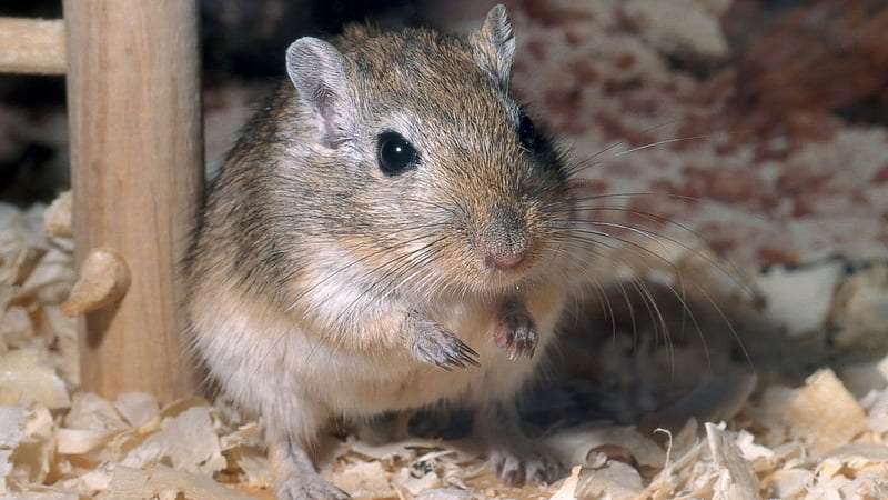 Gerbils, Not Rats, May Have Caused Bubonic Plague, Study Finds, HD wallpaper
