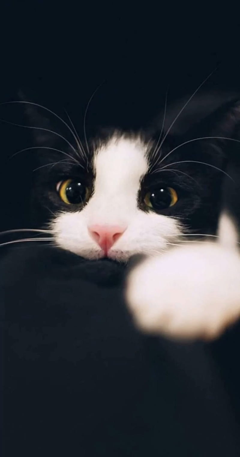 Big eye cat, animal, big eye, black, happy, white, HD phone wallpaper