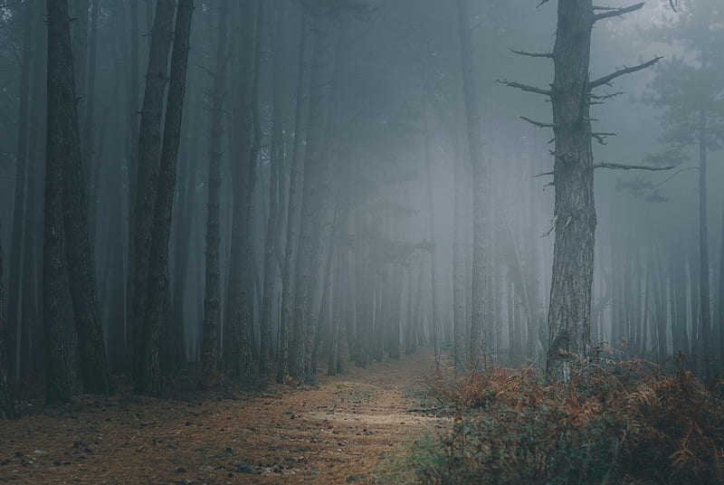 forest, fog, trees, path, darkness, HD wallpaper
