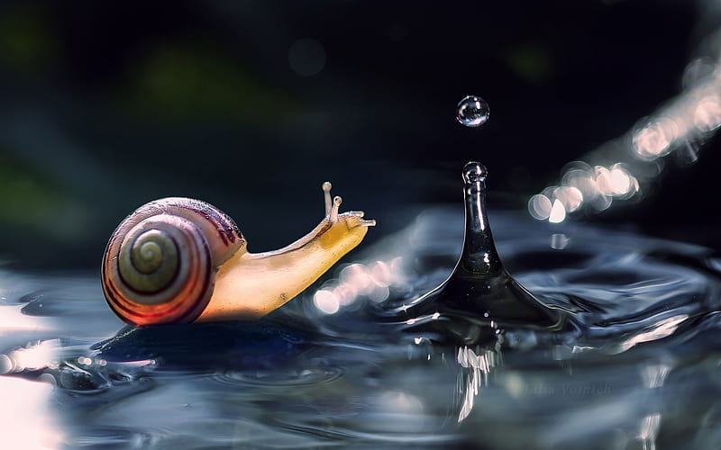 Snail, splash, water, water drop, HD wallpaper