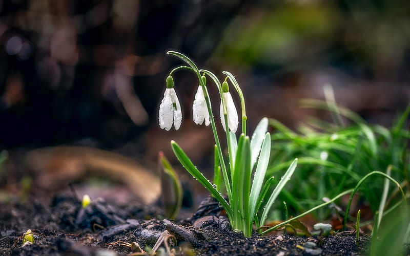 snowdrops, spring flowers, morning, forest, forest flowers, spring background, white flowers, HD wallpaper
