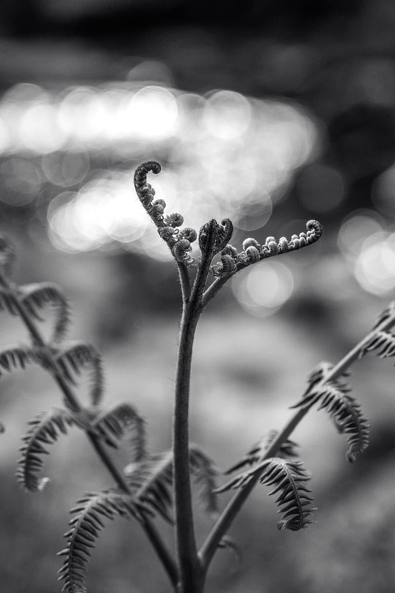 fern, plant, bw, sprout, stem, HD phone wallpaper