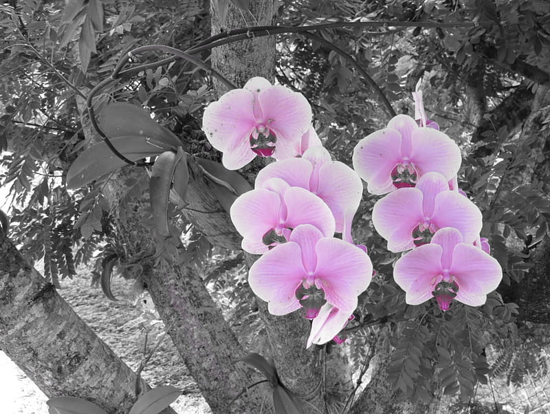 Orquideas, black and pink, flower, orquidea, linda, HD wallpaper