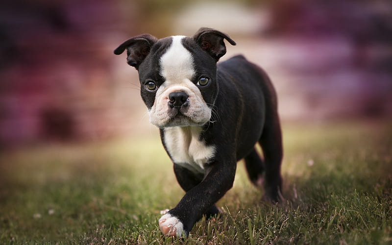 Small Boston Terrier, black puppy, dogs, cute animals, Boston Terrier, pets, puppy, Boston Terrier Dog, HD wallpaper