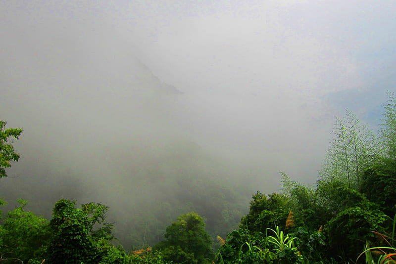 Dense fog, mountain, forest, misty, HD wallpaper